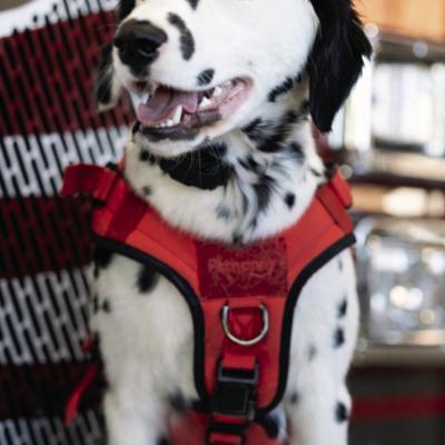 Tilly, CFD firehouse dog