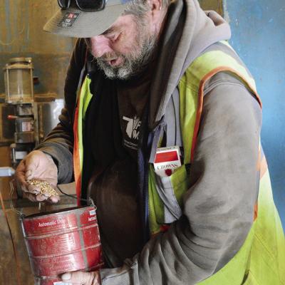 CDN | Christian Jacobsen Tommy Wise, experienced co-op hand, inspects a sample of wheat to check for quality and holes before being moved to the mill for processing at the Farmers Cooperative of Western Oklahoma.