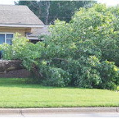 A tree in the front yard of a house at 527 S. 9th St. ripped from its roots after Sunday’s high winds. CDN | Micah Ashcraft