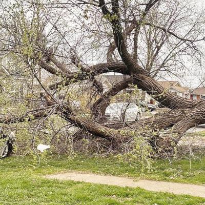 Swift winds brought this hefty tree down on Lori Ooley’s car Wednesday morning in the 600 block of S. Eighth St. CDN | Courtesy photo Swift winds brought this hefty tree down on Lori Ooley’s car Wednesday morning in the 600 block of S. Eighth St. CDN | Courtesy photo