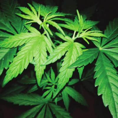 Legal marijuana growers frustrated by illegal operations