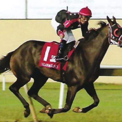 Local horse has big debut for Sappingtons