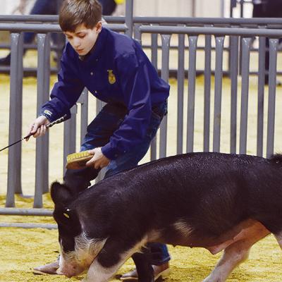 County livestock results reported