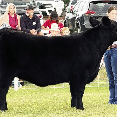 Madison Ashcraft sets her show heifer to be judged during the Fletcher Free Fair Cattle Show. CDN | Courtesy photo