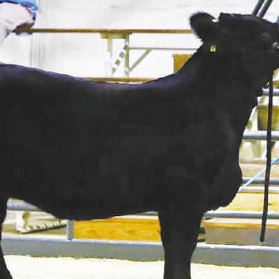 Showcasing heifer