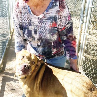 Challenges met by pet shelter