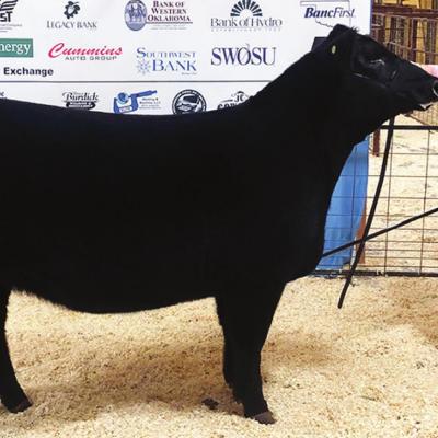 Reserve Grand Champion Heifer