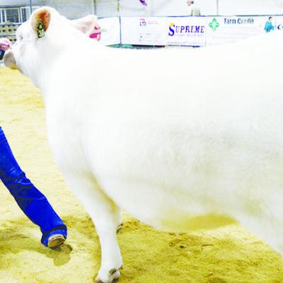 CDN | Michael Maresh