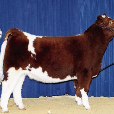 Caber Johnson, right, and his dad Brett show off his Bronze Champion heifer at the recent Spring Livestock Show at the Custer County Fairgrounds. CDN | Courtesy photo