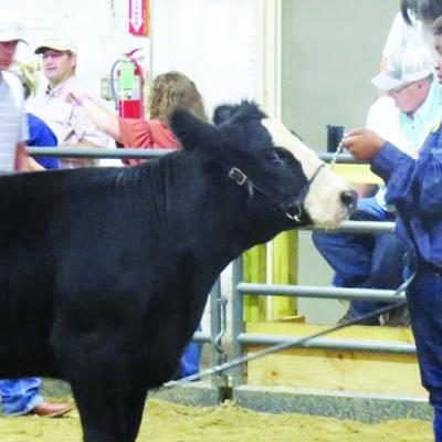 Hangin’ out with the heifers at the Custer County Free Fair