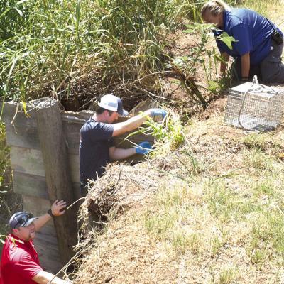 City agencies rescue six puppies