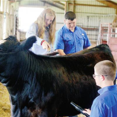 Clinton High School FFA students, from left, Myra Whitney, junior; Garrett Graybill, freshman; Cameron Nickel, sophomore; Eli Whitney, freshman, groom a heifer in the school’s ag barn. � CDN | Collin Wieder Modified version of Custer County Fair this year
