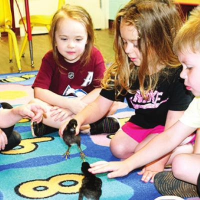 Children entertained by baby chicks