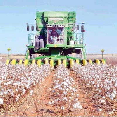 Cotton harvest in full swing