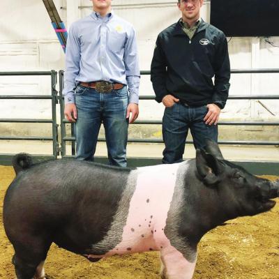 Reserve Barrow Champion