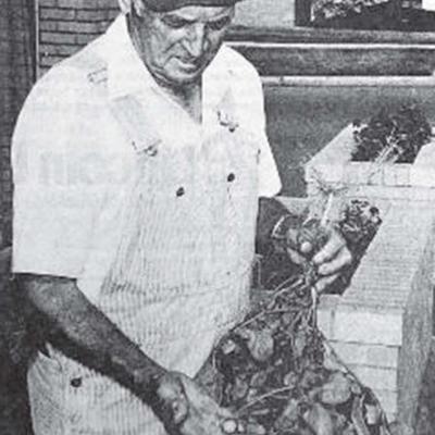 Tomato-potato plant? Andrew Buffing can’t decide what to call this unusual garden variety. His wife, Zelma, was digging potatoes when she discovered this potato plant growing two small tomatoes at their home garden in Bessie. 40 YEARS AGO