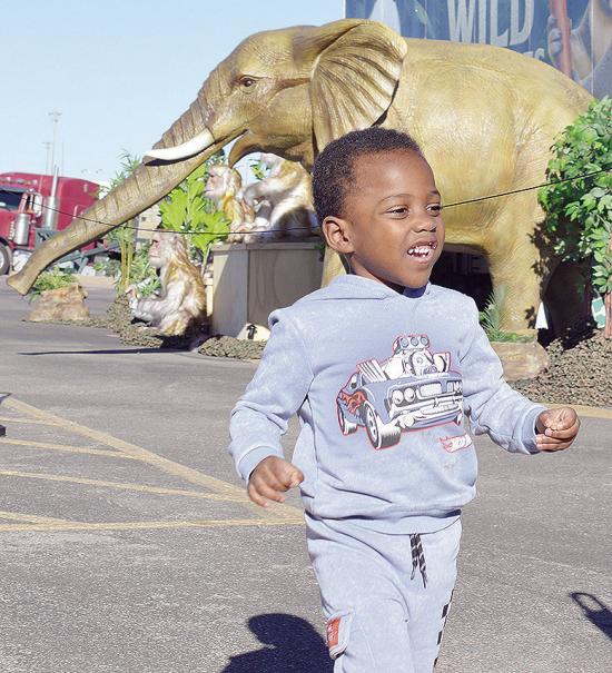 Jeremiah Gathings runs as he enjoys the animatronic animals with the Wild Adventures Smart Zoo experience hosted Thursday afternoon at the Sutherlands parking lot. CDN | Micah Ashcraft