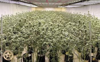 The Oklahoma Bureau of Narcotics released this photo showing some of 5,414 illegal marijuana plants seized at a grow facility located on the south edge of Arapaho. CDN | Courtesy photo